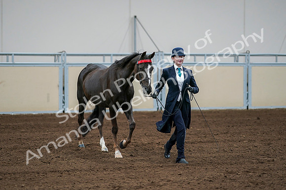 2020 - AB Morgan Horse - Fri, Sept 04 - 00689