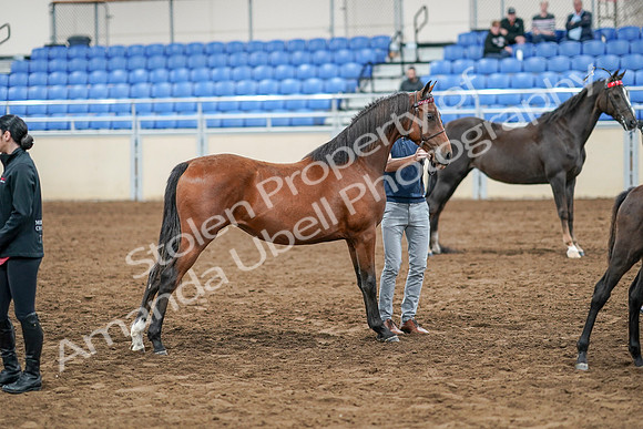 2020 - AB Morgan Horse - Sat, Sept 05 - 00685