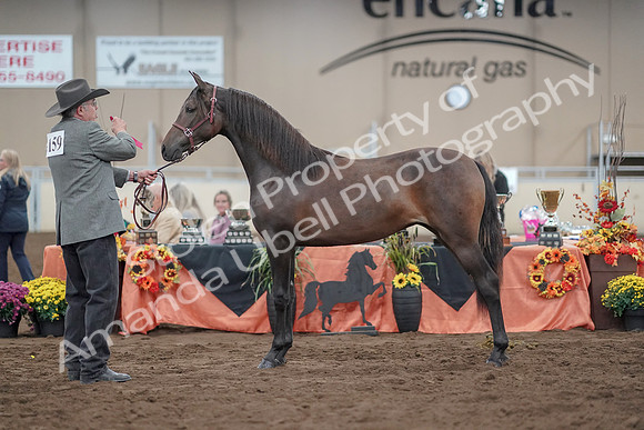 2019 Morgan Horse Show - Aug 31, 2019 - 02887
