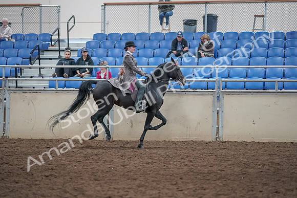 2019 Morgan Horse Show - Aug 31, 2019 - 09721