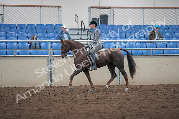 2019 Morgan Horse Show - Aug 31, 2019 - 14759