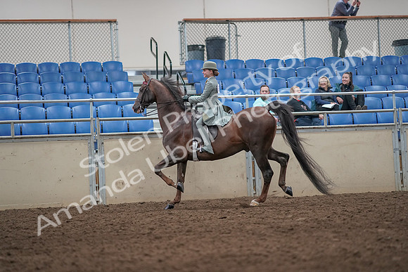 2019 Morgan Horse Show - Aug 31, 2019 - 07670