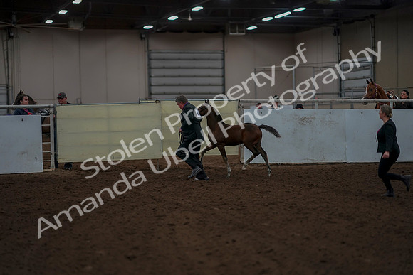 2019 Morgan Horse Show - Aug 30, 2019 - 24770