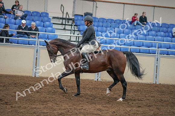 2020 - AB Morgan Horse - Sat, Sept 05 - 09321