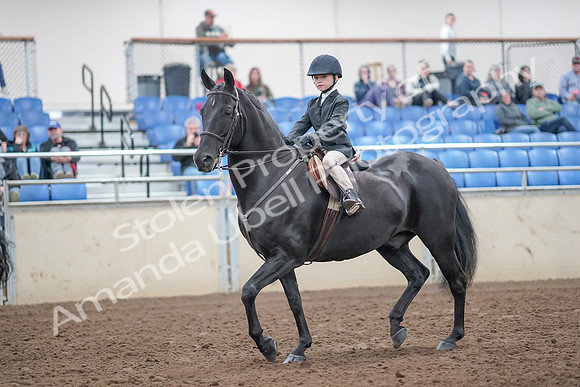2019 Morgan Horse Show - Aug 31, 2019 - 19409