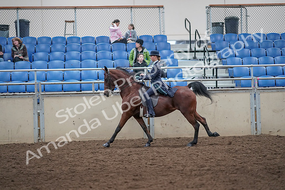 2019 Morgan Horse Show - Aug 31, 2019 - 09494