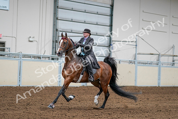 2020 - AB Morgan Horse - Sat, Sept 05 - 13162