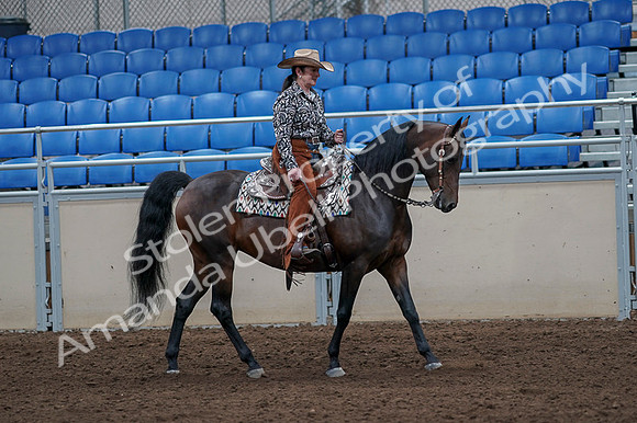 2020 - AB Morgan Horse - Fri, Sept 04 - 00105