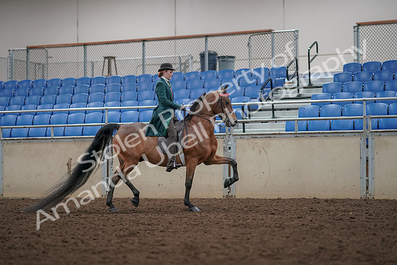 2019 Morgan Horse Show - Aug 30, 2019 - 28067