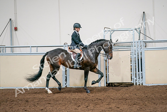 2020 - AB Morgan Horse - Sun, Sept 06 - 08093