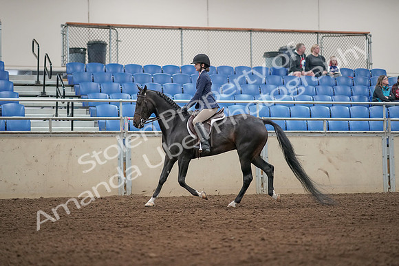 2019 Morgan Horse Show - Aug 31, 2019 - 04883
