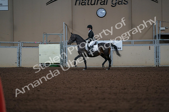 2019 Morgan Horse Show - Aug 30, 2019 - 18366