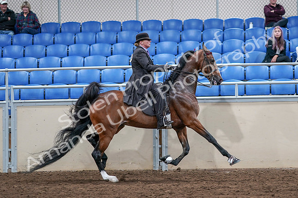 2020 - AB Morgan Horse - Sat, Sept 05 - 13242