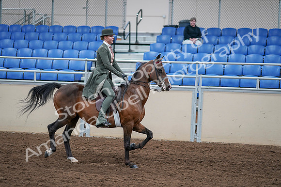 2020 - AB Morgan Horse - Fri, Sept 04 - 03437