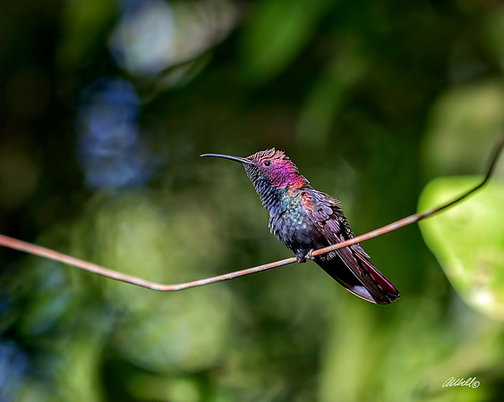 Birds - 141
