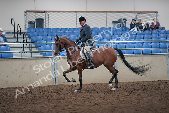 2019 Morgan Horse Show - Aug 31, 2019 - 14815