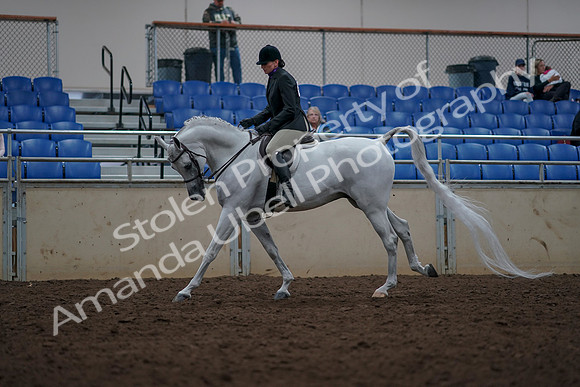 2019 Morgan Horse Show - Aug 31, 2019 - 16066