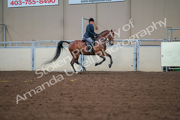 2019 Morgan Horse Show - Aug 30, 2019 - 20977