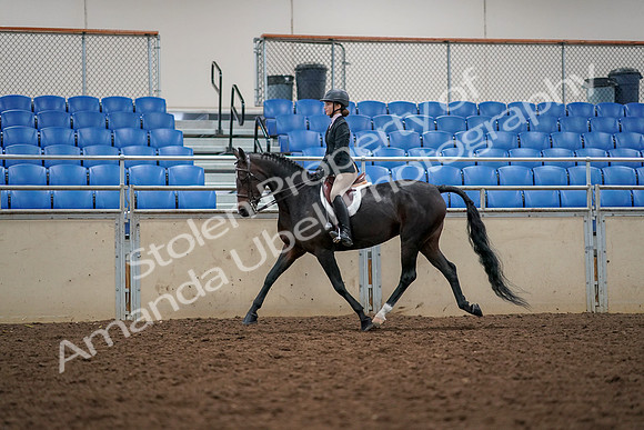 2019 Morgan Horse Show - Aug 30, 2019 - 23304