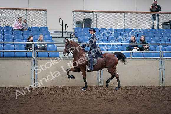 2019 Morgan Horse Show - Aug 31, 2019 - 09360