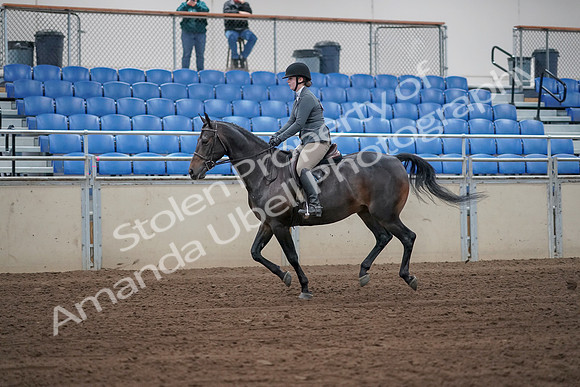 2019 Morgan Horse Show - Sept 01, 2019 - 10990_1