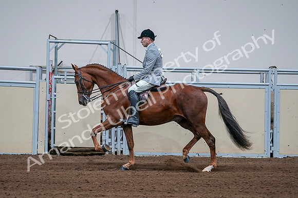 2020 - AB Morgan Horse - Fri, Sept 04 - 01622