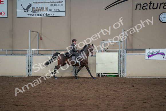 2019 Morgan Horse Show - Aug 30, 2019 - 28193