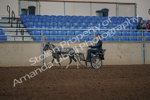 2019 Morgan Horse Show - Aug 31, 2019 - 04363