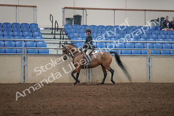 2019 Morgan Horse Show - Aug 31, 2019 - 04834