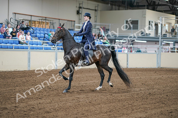 2020 - AB Morgan Horse - Sat, Sept 05 - 06168