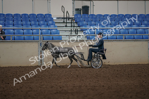2019 Morgan Horse Show - Aug 31, 2019 - 04370
