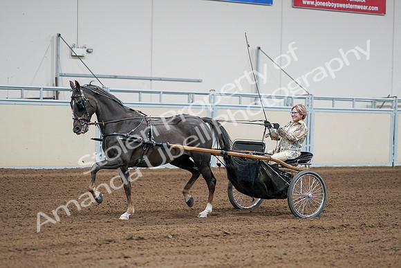 2020 - AB Morgan Horse - Sat, Sept 05 - 06008