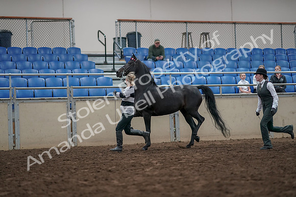 2019 Morgan Horse Show - Aug 31, 2019 - 03603