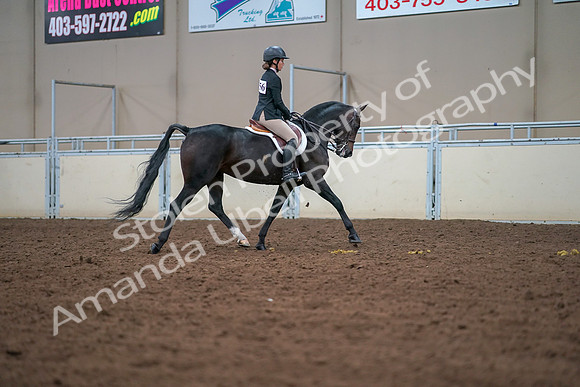 2019 Morgan Horse Show - Aug 30, 2019 - 20955