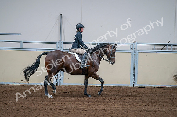 2020 - AB Morgan Horse - Fri, Sept 04 - 01815