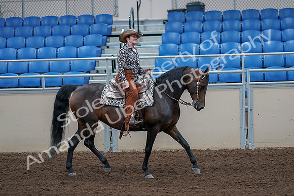2020 - AB Morgan Horse - Fri, Sept 04 - 00110