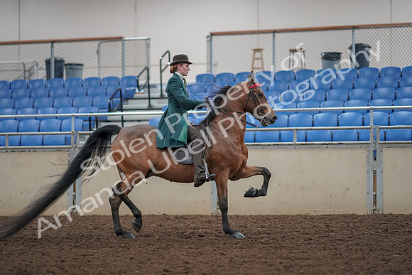 2019 Morgan Horse Show - Aug 30, 2019 - 28255