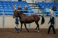 2020 - AB Morgan Horse - Fri, Sept 04 - 00995