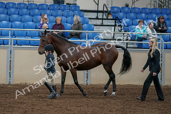 2020 - AB Morgan Horse - Fri, Sept 04 - 00995
