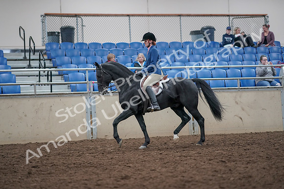 2019 Morgan Horse Show - Aug 31, 2019 - 16531
