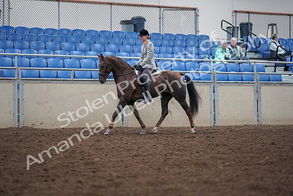 2019 Morgan Horse Show - Aug 30, 2019 - 18330