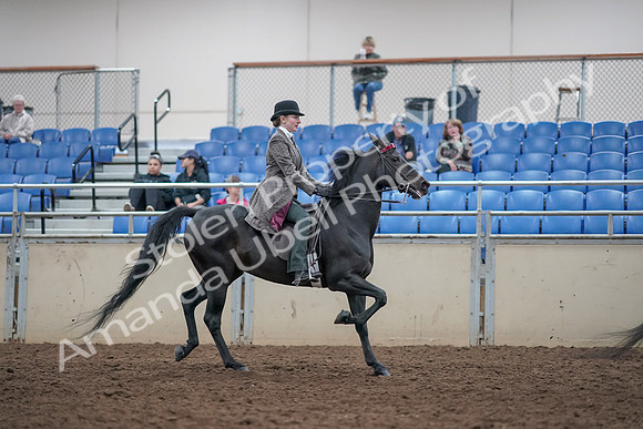 2019 Morgan Horse Show - Aug 31, 2019 - 09655
