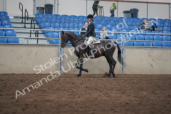 2019 Morgan Horse Show - Sept 01, 2019 - 09014