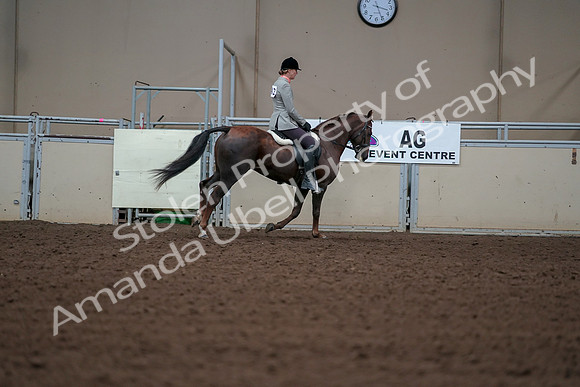 2019 Morgan Horse Show - Aug 30, 2019 - 18571