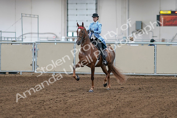 2020 - AB Morgan Horse - Sat, Sept 05 - 06095