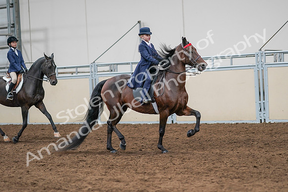 2020 - AB Morgan Horse - Sun, Sept 06 - 08014