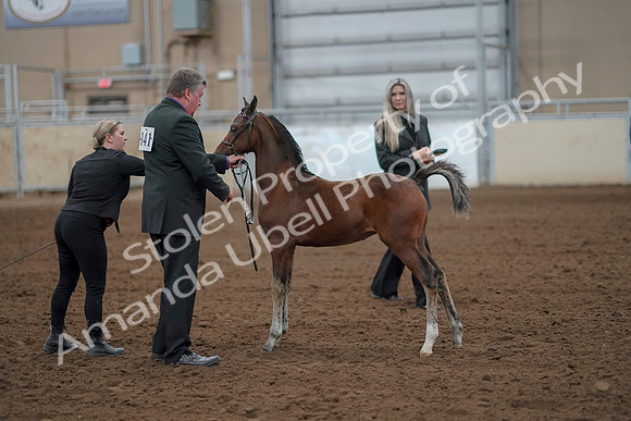 2019 Morgan Horse Show - Aug 30, 2019 - 24757