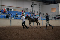 2019 Morgan Horse Show - Aug 31, 2019 - 03565