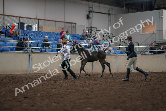 2019 Morgan Horse Show - Aug 31, 2019 - 03565