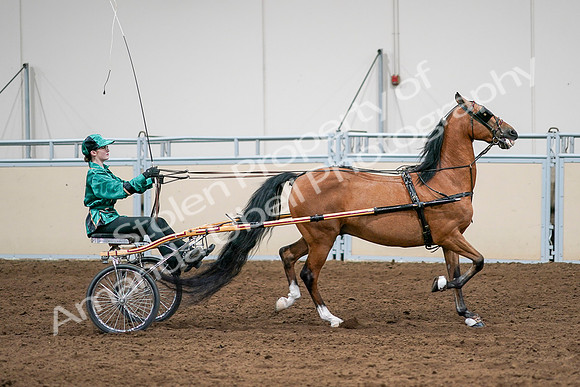 2020 - AB Morgan Horse - Sat, Sept 05 - 12452